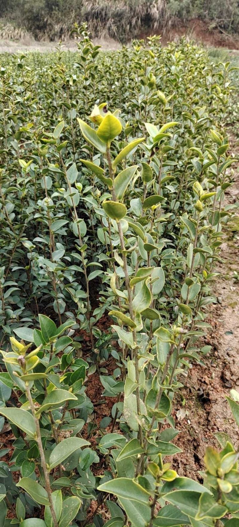 高产油茶苗