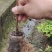 高产油茶苗