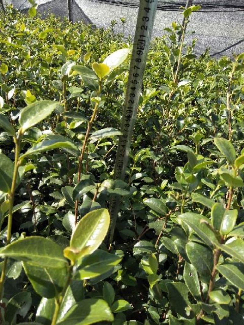高产油茶苗