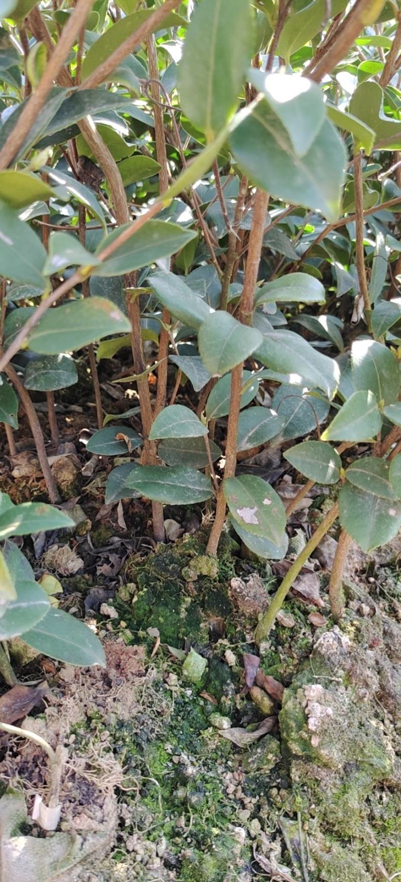 高产油茶苗