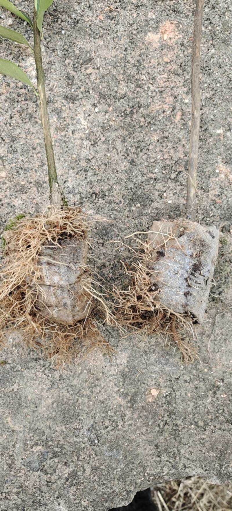 高产油茶苗