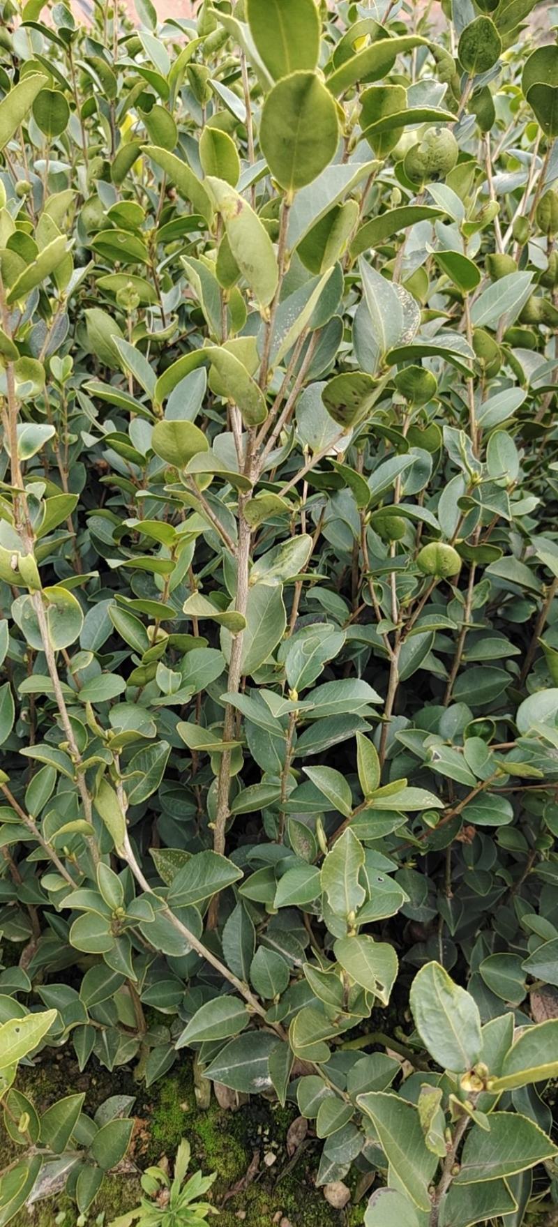 高产油茶苗