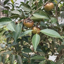 高产油茶苗