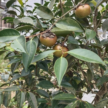 高产油茶苗