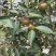 高产油茶苗