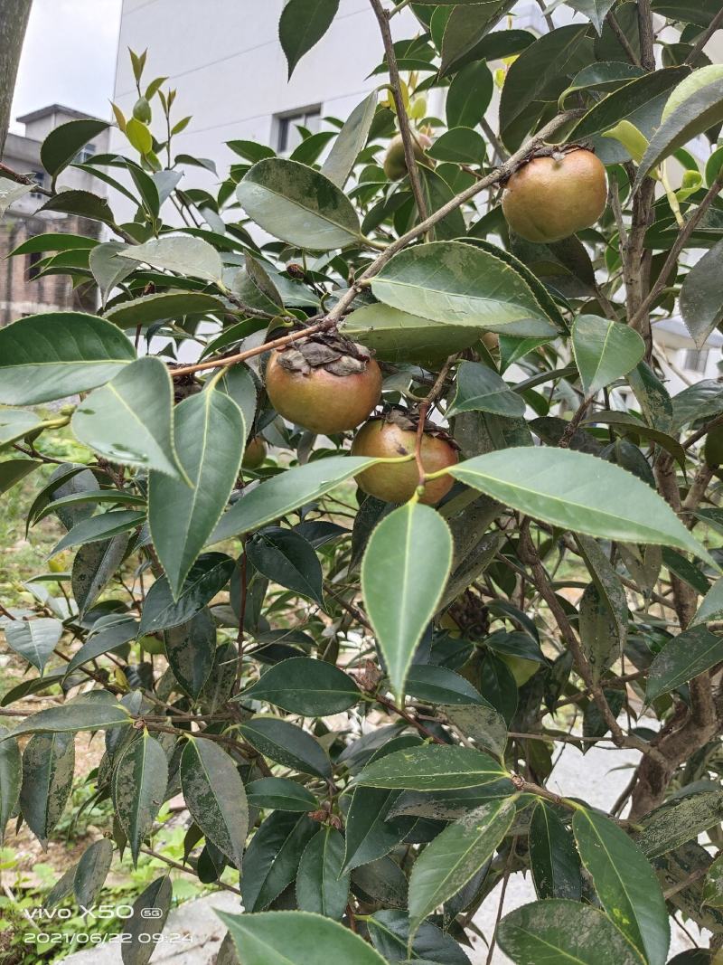 高产油茶苗
