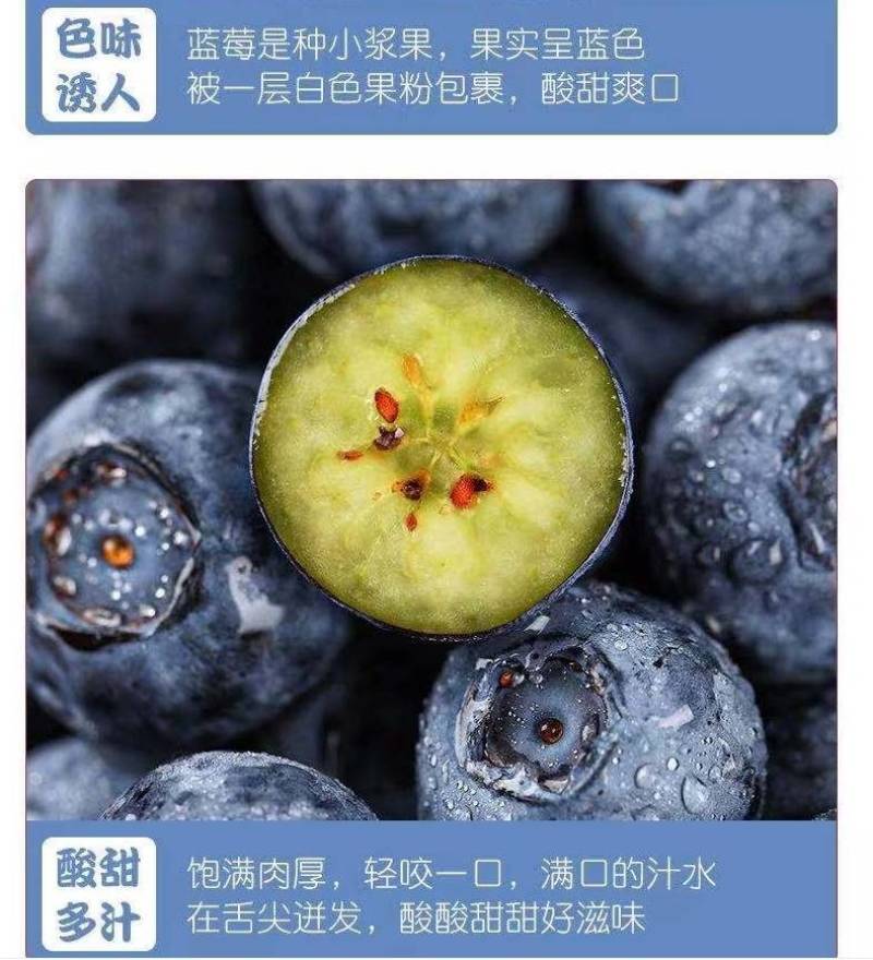 现摘新鲜山东蓝莓精选大果125g*8盒当季时令水果鲜果孕