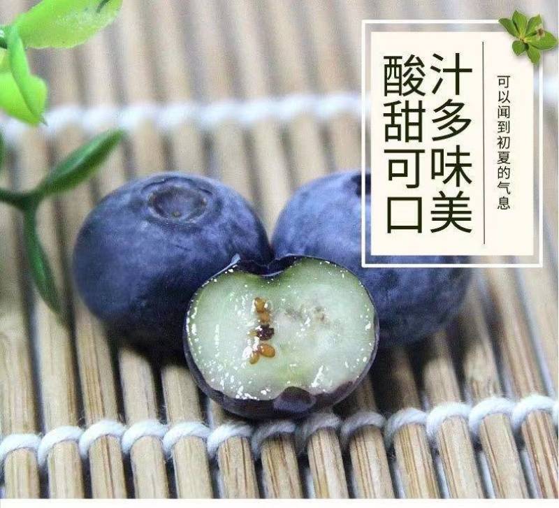 现摘新鲜山东蓝莓精选大果125g*8盒当季时令水果鲜果孕
