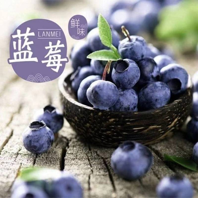 现摘新鲜山东蓝莓精选大果125g*8盒当季时令水果鲜果孕