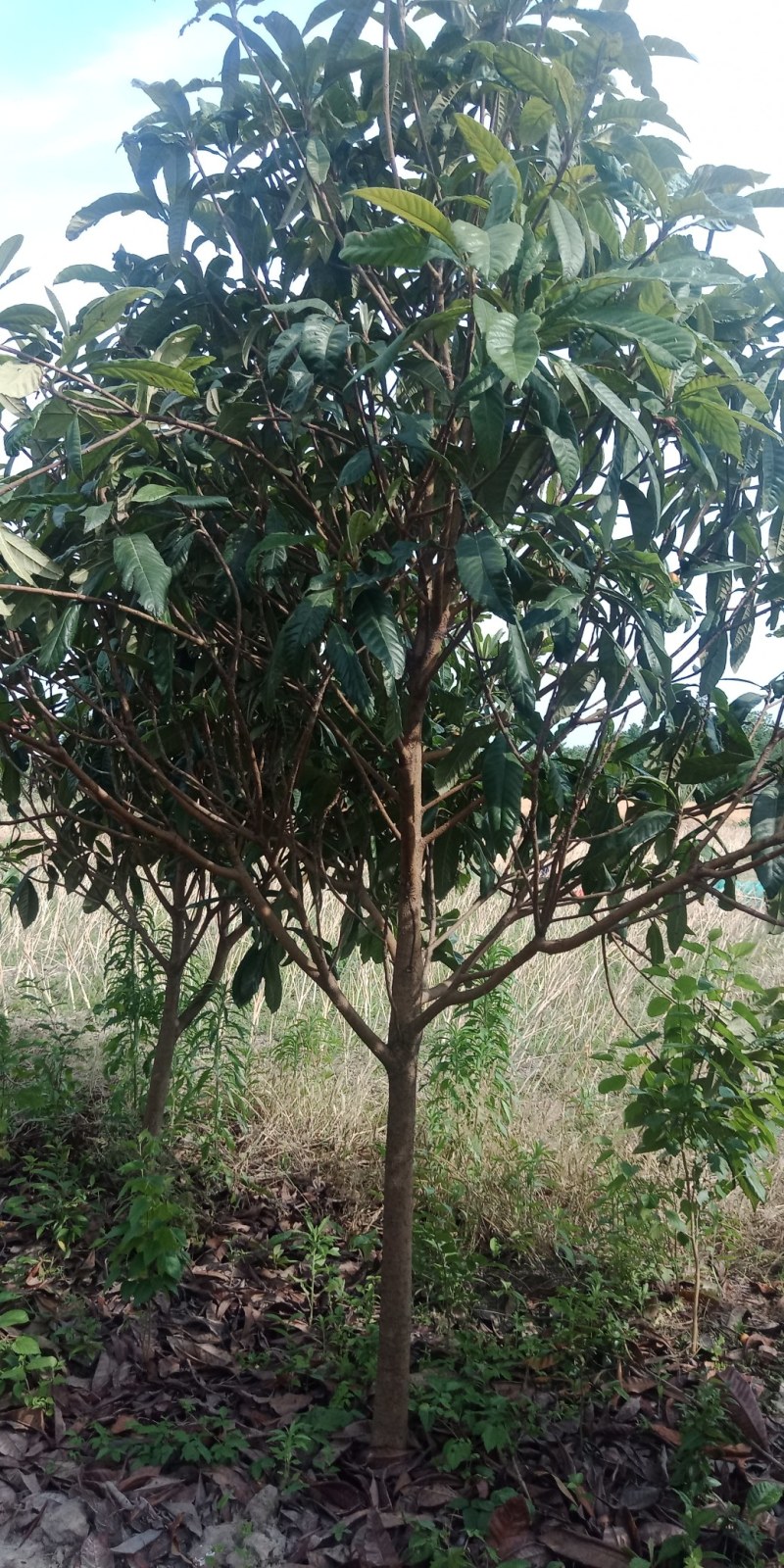 绿化苗木