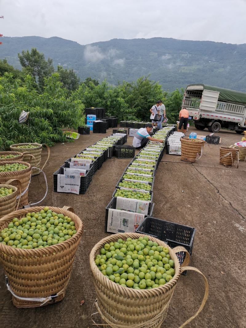 自家基地李子700多亩，口感好，量大，没有代办费上车费