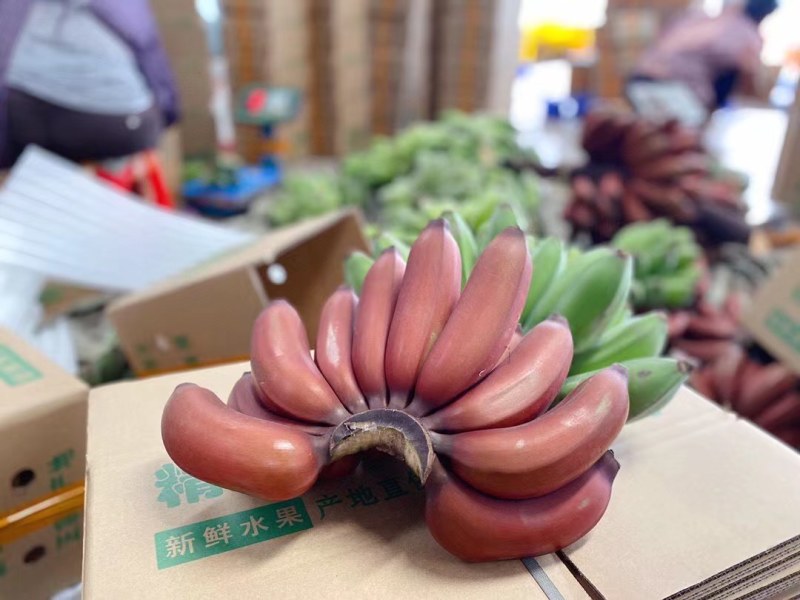 红人美蕉5斤装新鲜水果顺丰包邮一件代发支持电商平台