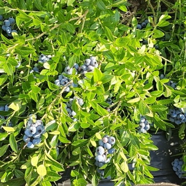 美登蓝莓