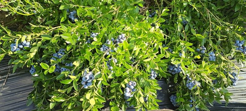 美登蓝莓