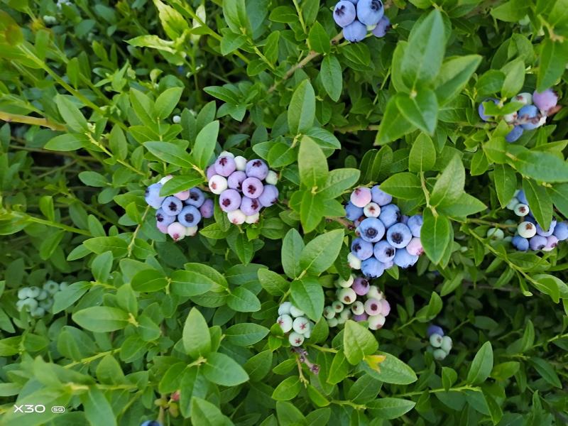 美登蓝莓