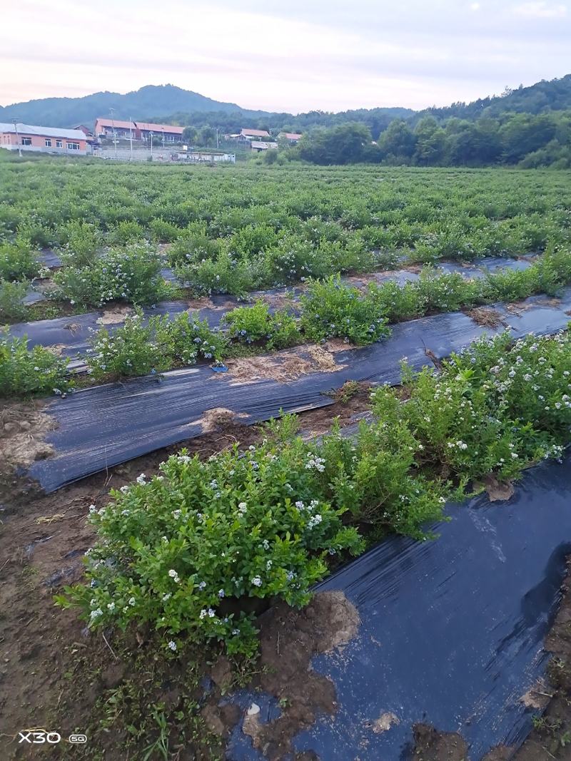 美登蓝莓