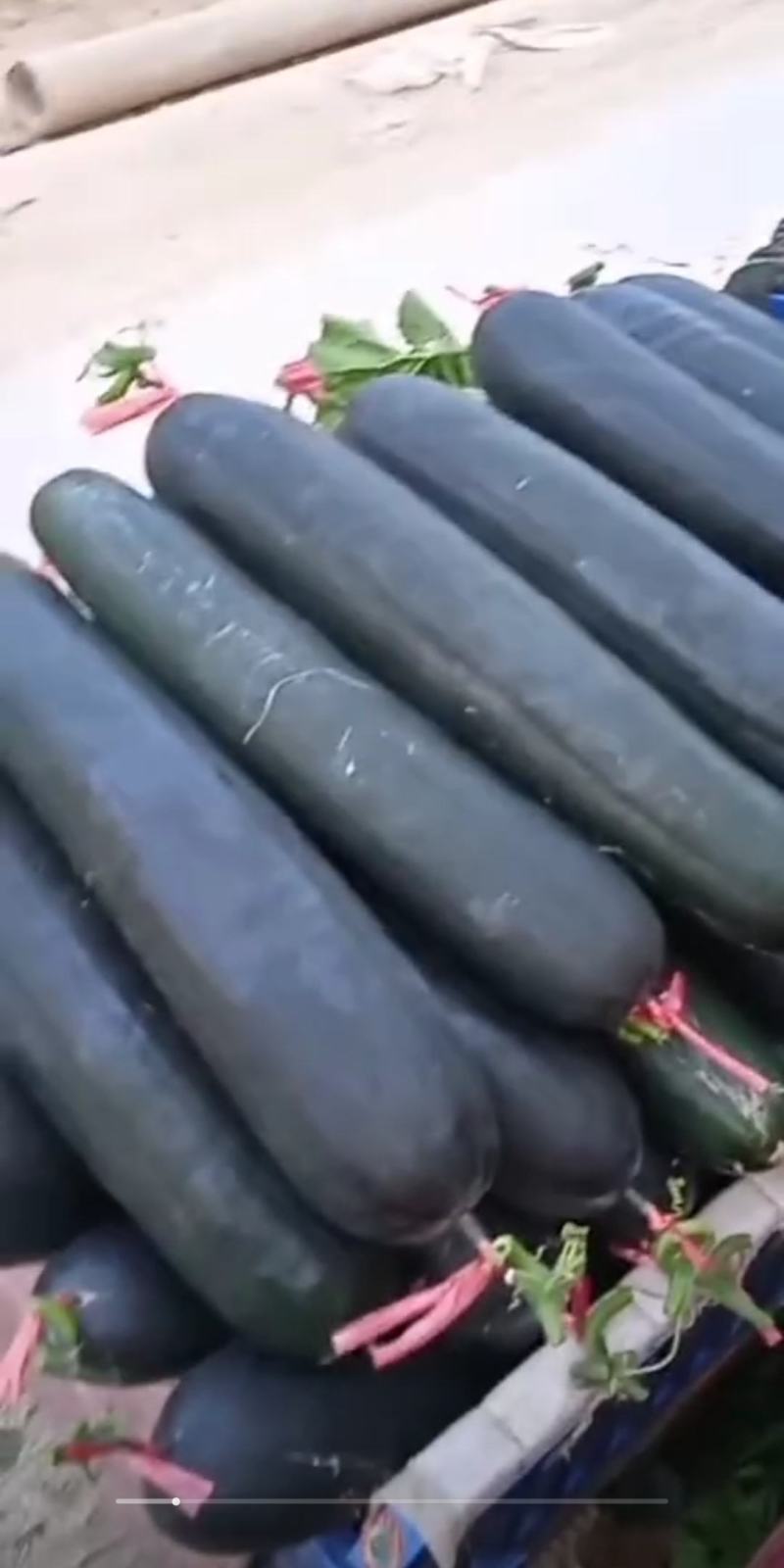 黑皮，绿优，黑牛精品吊冬瓜，支持视频看货大量供应