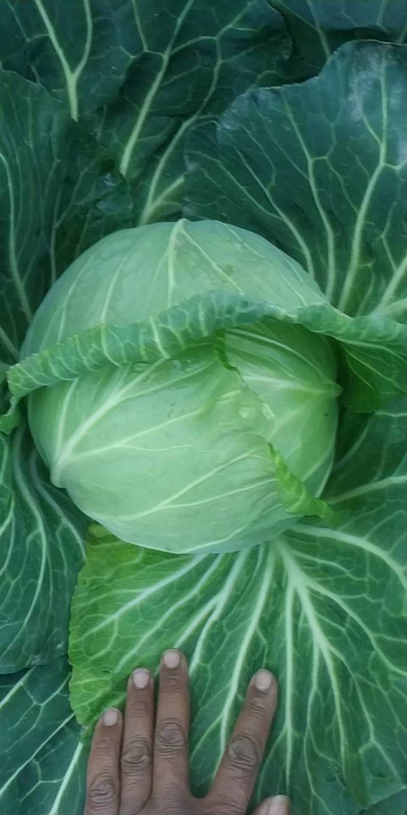 蔬菜/甘蓝类/甘蓝/扁包甘蓝个头均匀色泽秀绿