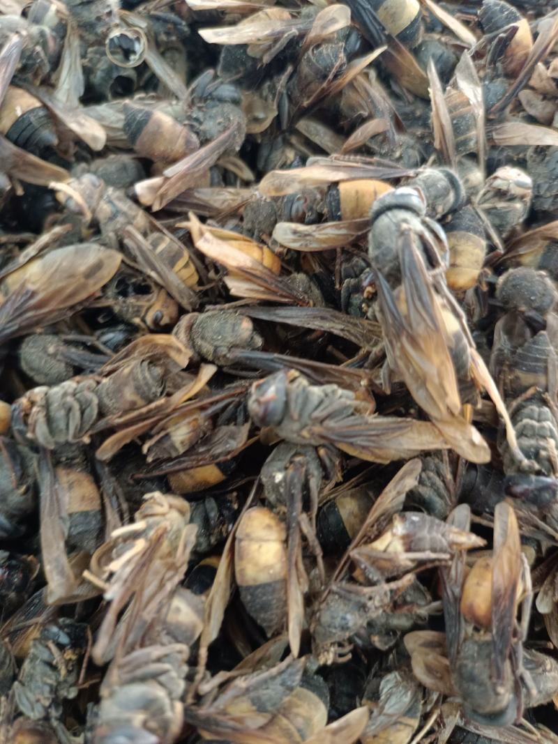 【特级正品】马蜂中药材胡蜂酒马蜂酒干品虎头蜂泡酒料