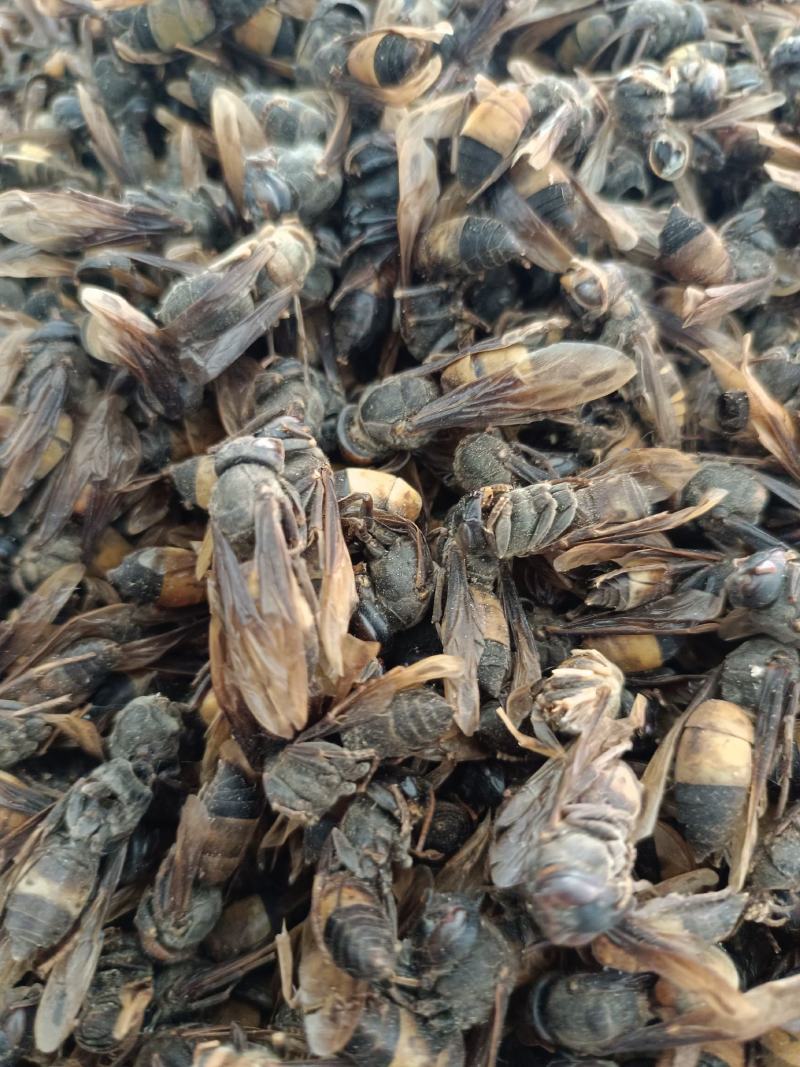 【特级正品】马蜂中药材胡蜂酒马蜂酒干品虎头蜂泡酒料