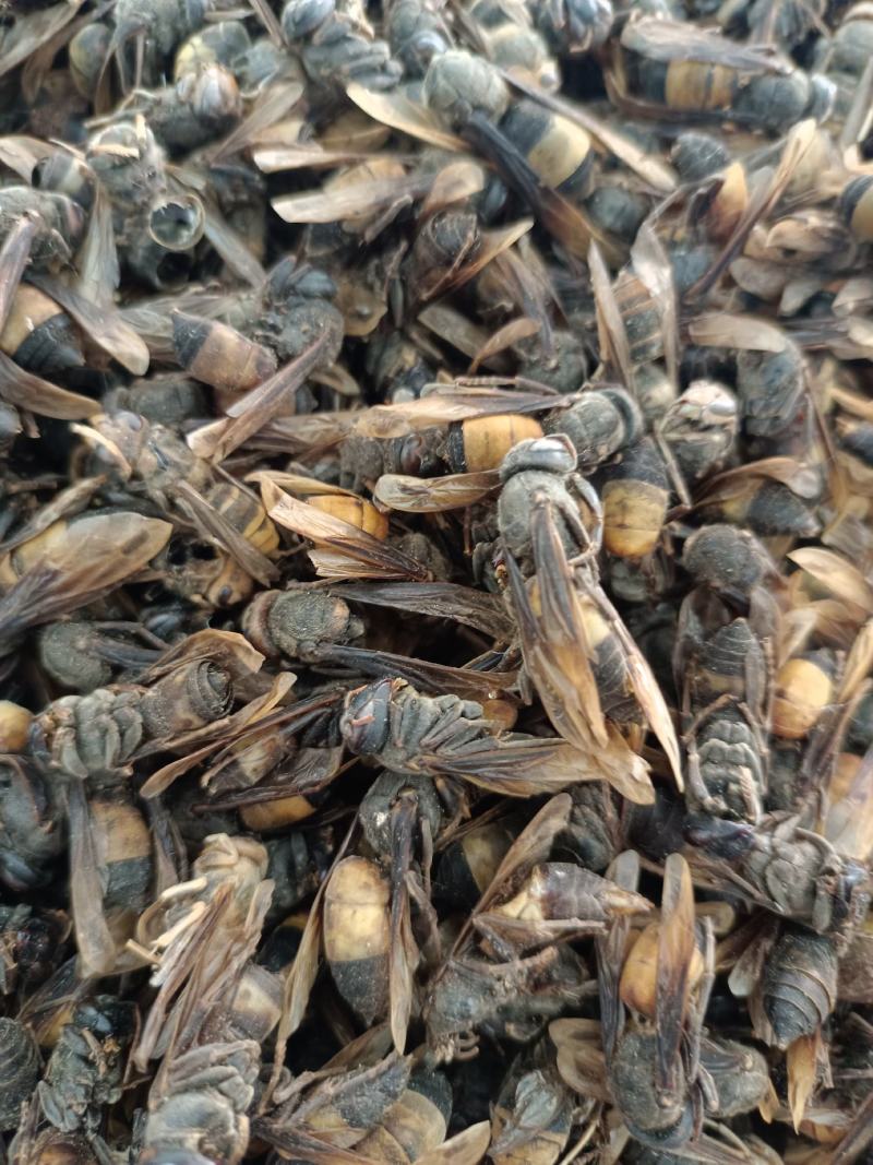 【特级正品】马蜂中药材胡蜂酒马蜂酒干品虎头蜂泡酒料