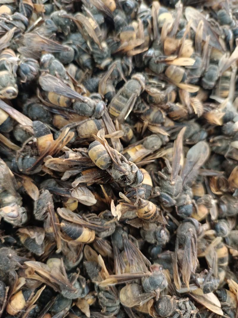 【特级正品】马蜂中药材胡蜂酒马蜂酒干品虎头蜂泡酒料