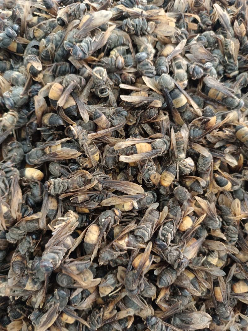 【特级正品】马蜂中药材胡蜂酒马蜂酒干品虎头蜂泡酒料