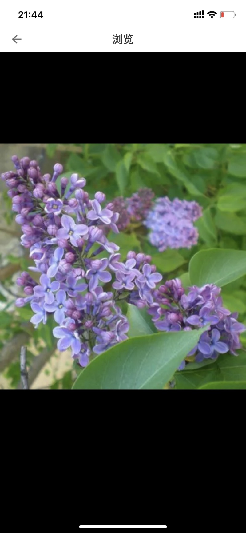 大量供应紫丁香独杆丁香花4-5-6-8-10-12公分