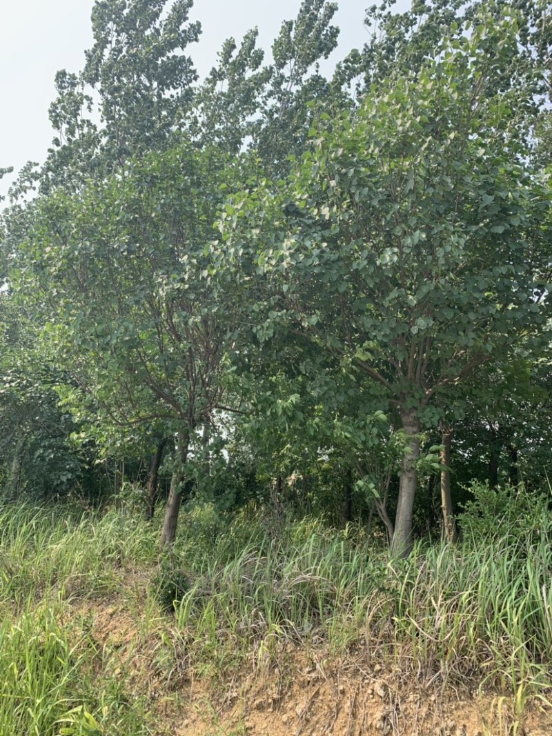 大量供应紫丁香独杆丁香花4-5-6-8-10-12公分