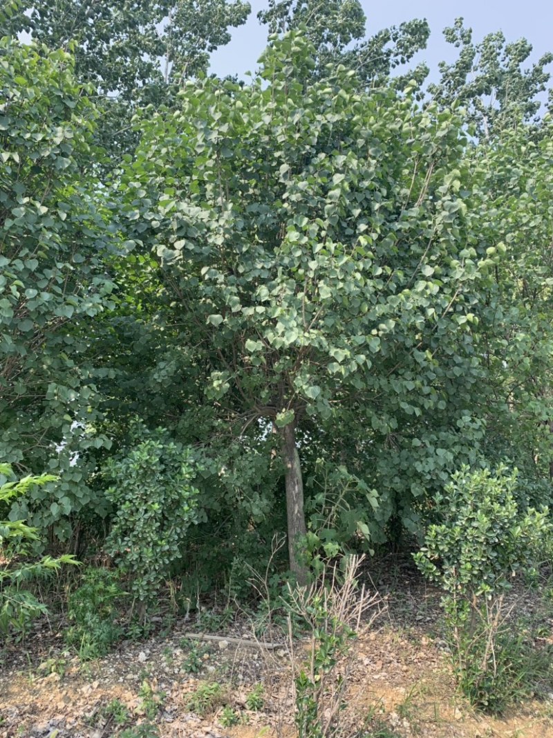 大量供应紫丁香独杆丁香花4-5-6-8-10-12公分