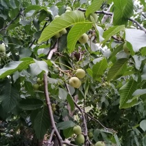 代收，代加工青皮核桃