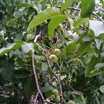 代收，代加工青皮核桃