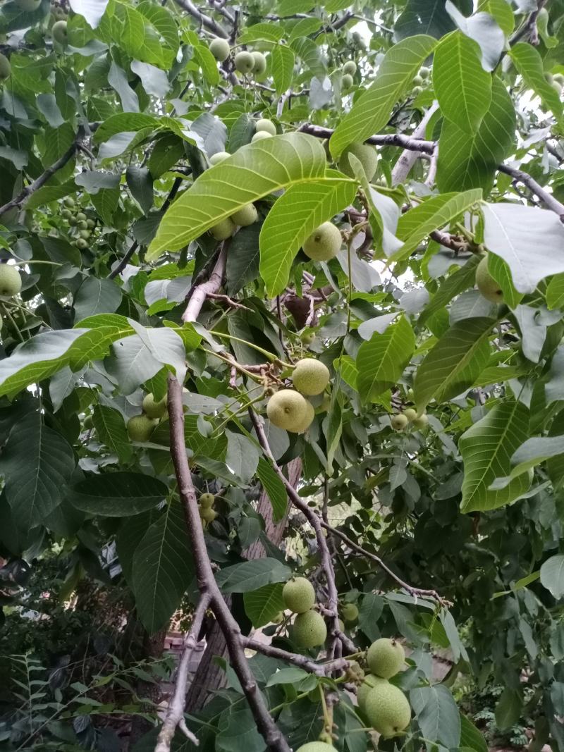代收，代加工青皮核桃