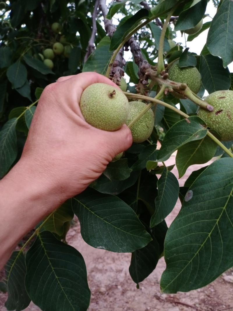 代收，代加工青皮核桃