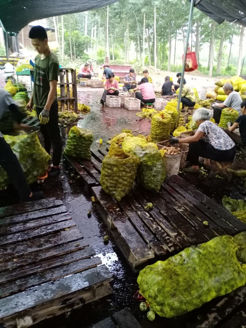 代收，代加工青皮核桃