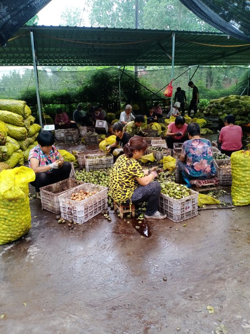 代收，代加工青皮核桃