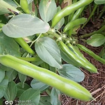 大青蚕豆大量供应，欢迎来电咨询