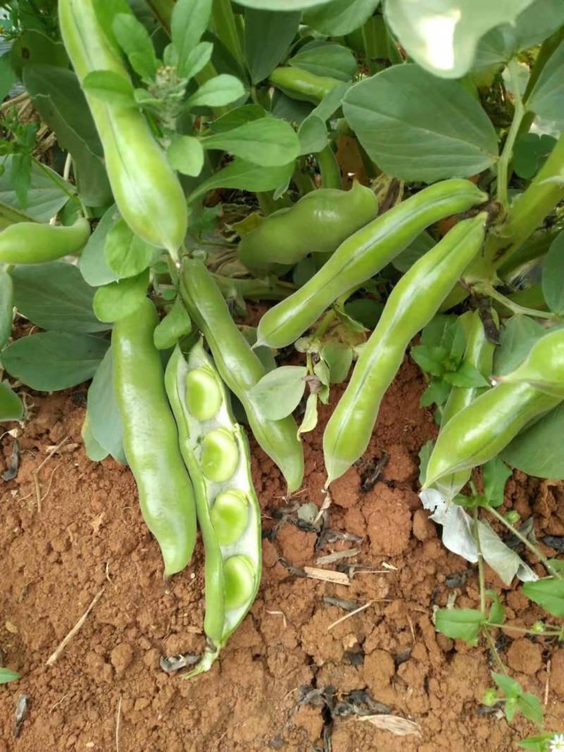 大青蚕豆大量供应，欢迎来电咨询