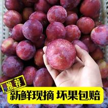 河南南阳精品红布林新鲜李子应季水果量大从优