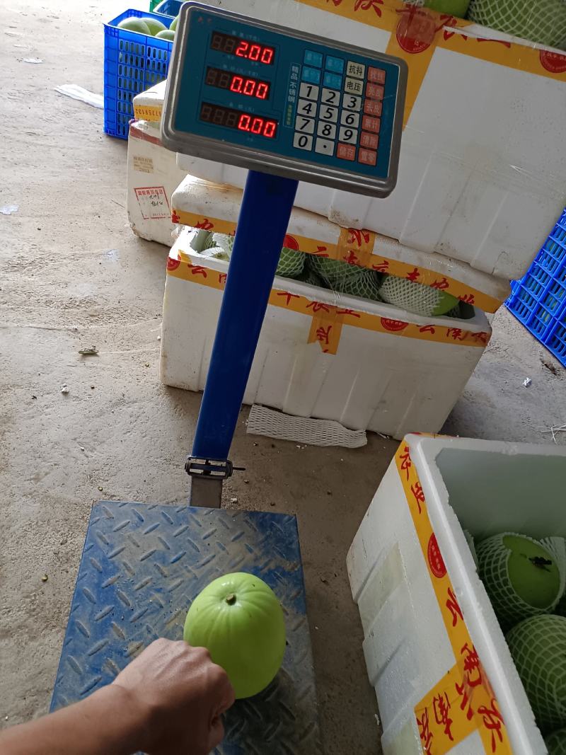 广东香芋冬瓜台湾引进对接商超连锁酒店电商社区团购