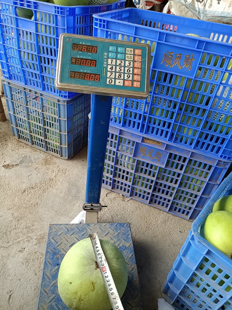 广东香芋冬瓜台湾引进对接商超连锁酒店电商社区团购
