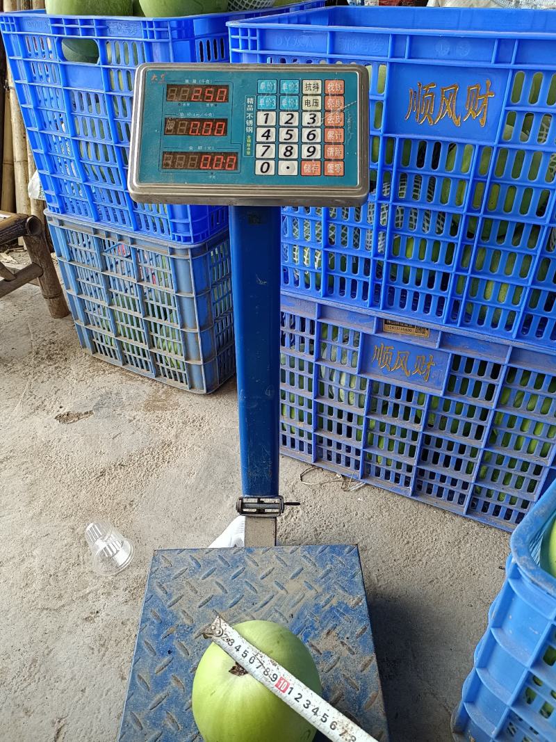 广东香芋冬瓜台湾引进对接商超连锁酒店电商社区团购