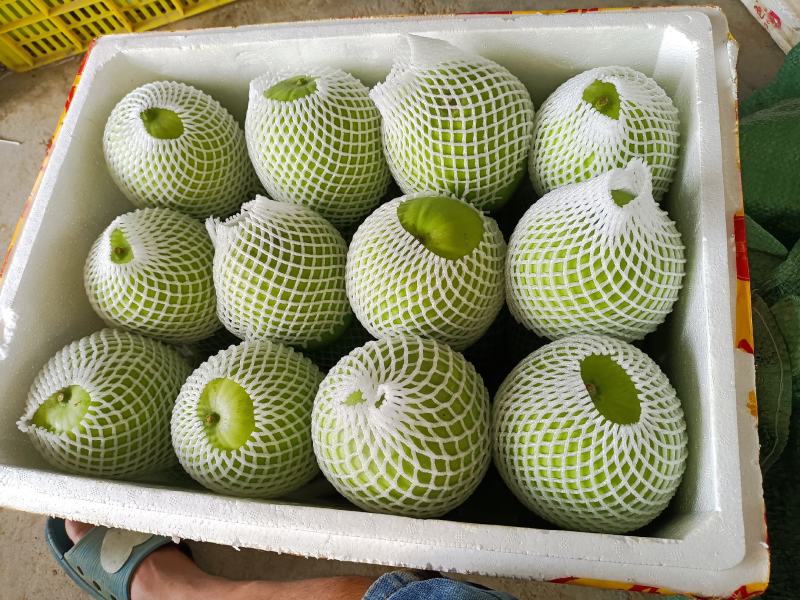 广东香芋冬瓜台湾引进对接商超连锁酒店电商社区团购