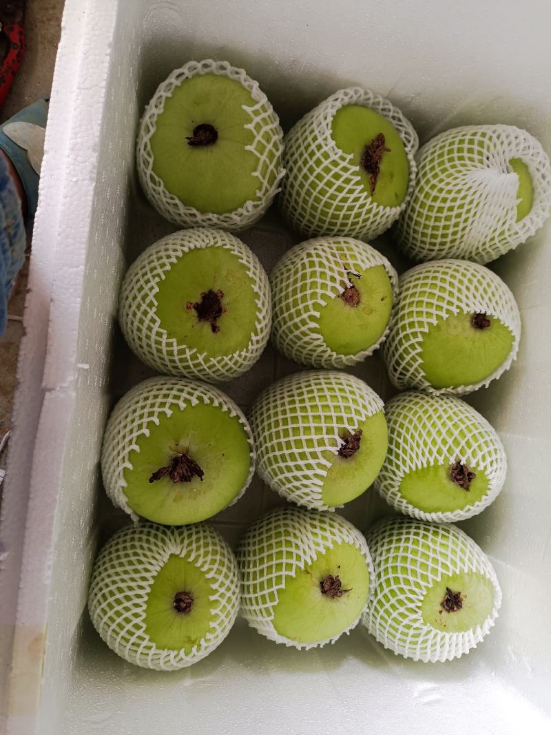 广东香芋冬瓜台湾引进对接商超连锁酒店电商社区团购