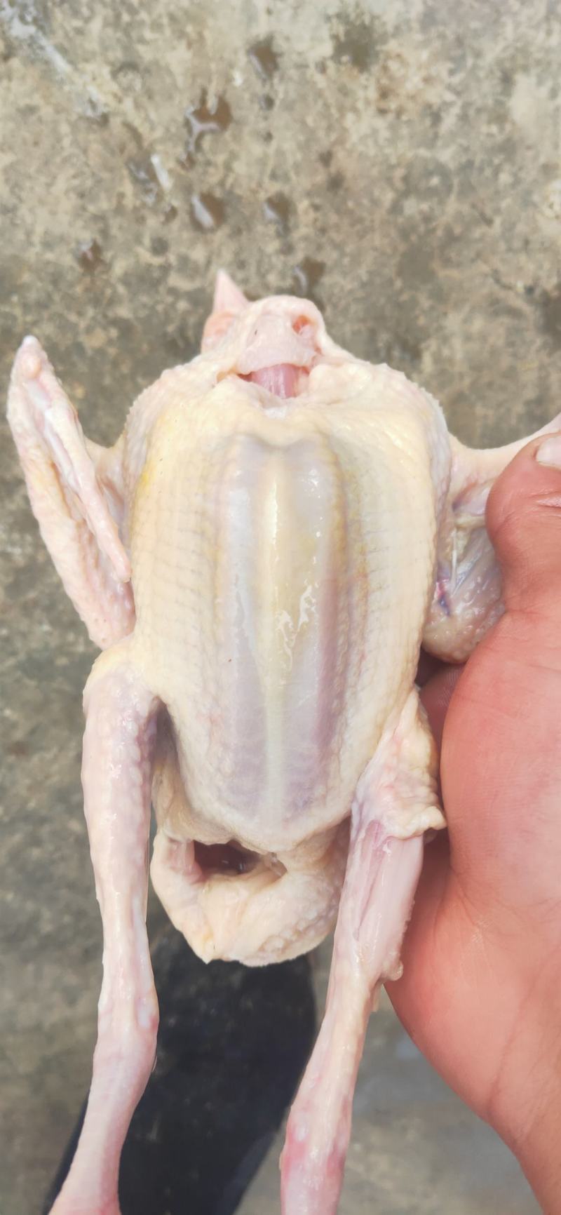 原粮，鸽，新鲜乳鸽，一手货源，量大从优，