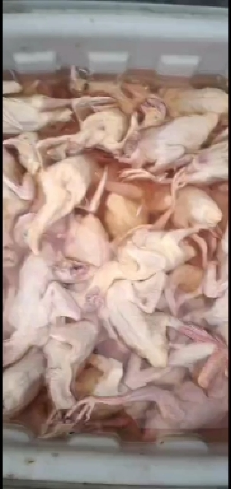 原粮，鸽，新鲜乳鸽，一手货源，量大从优，