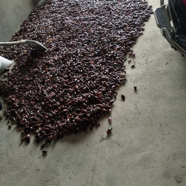 阳荷含有多种氨基酸、蛋白质和丰富的纤维素。
