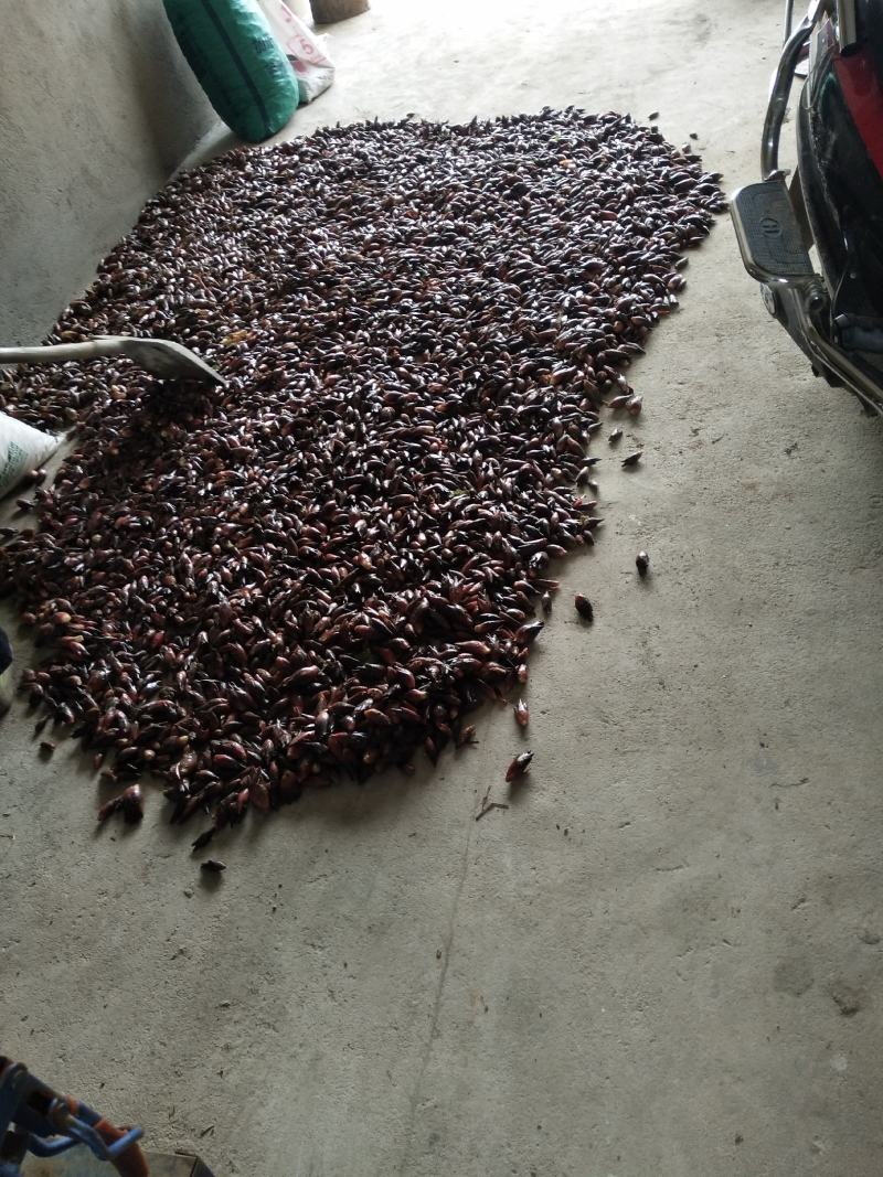 阳荷含有多种氨基酸、蛋白质和丰富的纤维素。
