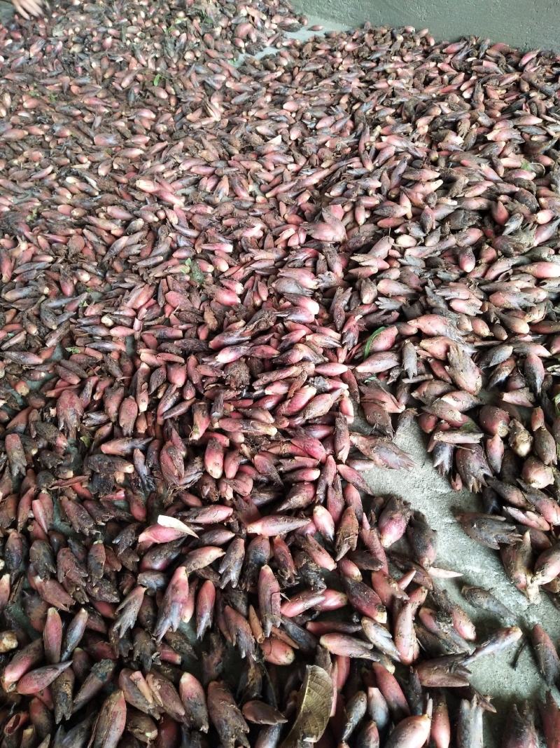 阳荷含有多种氨基酸、蛋白质和丰富的纤维素。