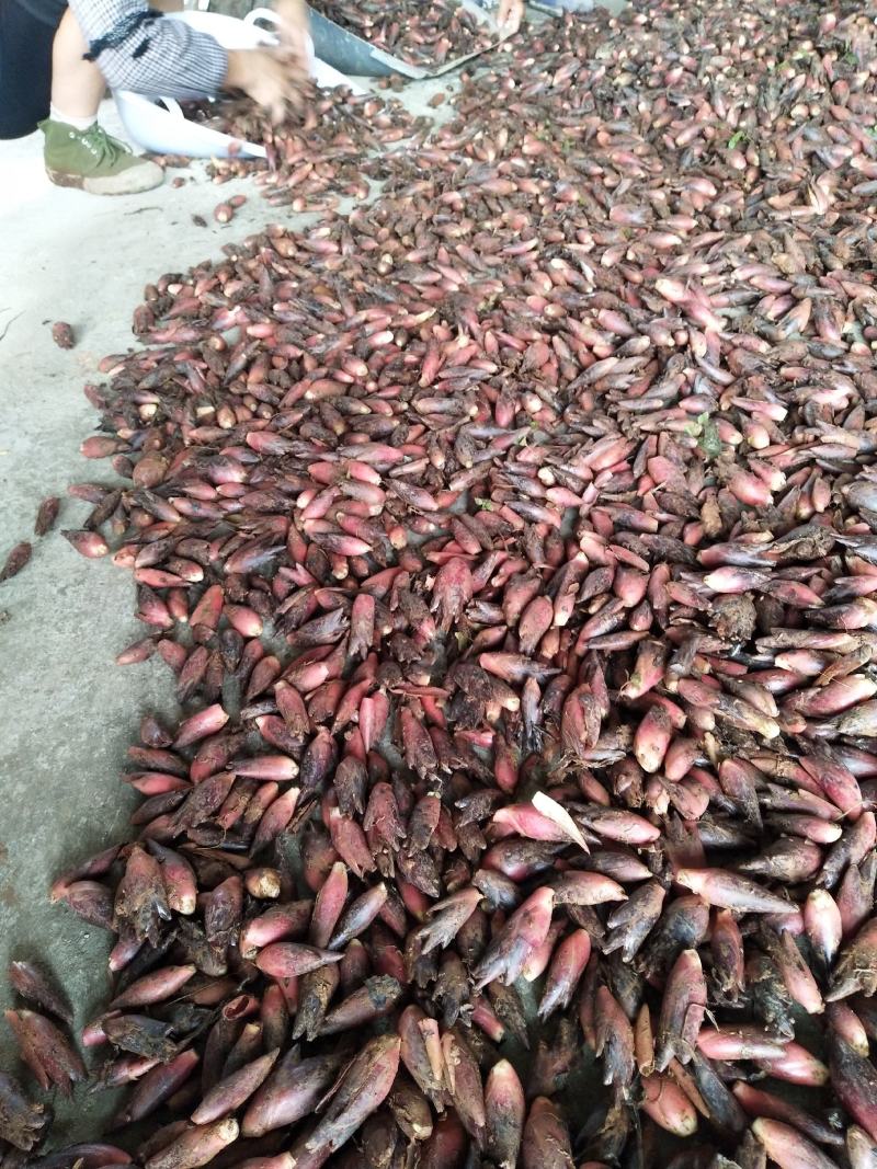 阳荷含有多种氨基酸、蛋白质和丰富的纤维素。
